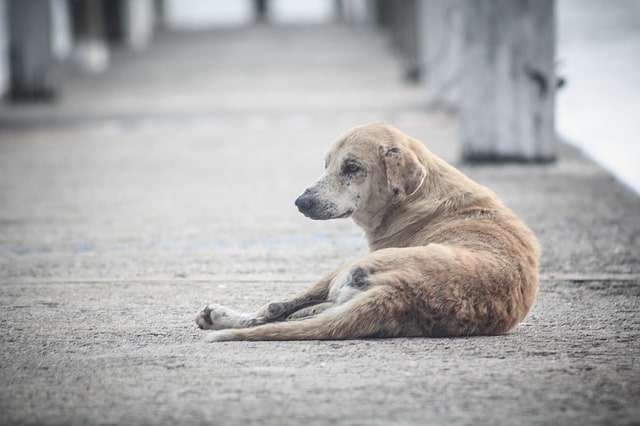 Café beneficente vai ajudar cachorros de rua