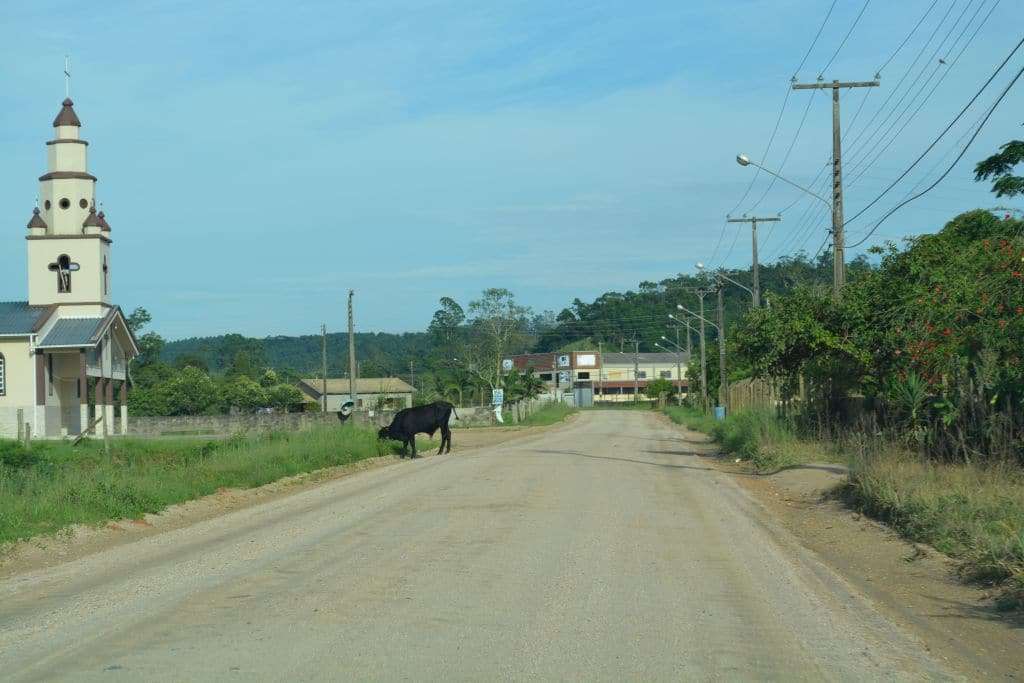 Animais soltos colocam em risco segurança de motoristas no interior de Morro da Fumaça