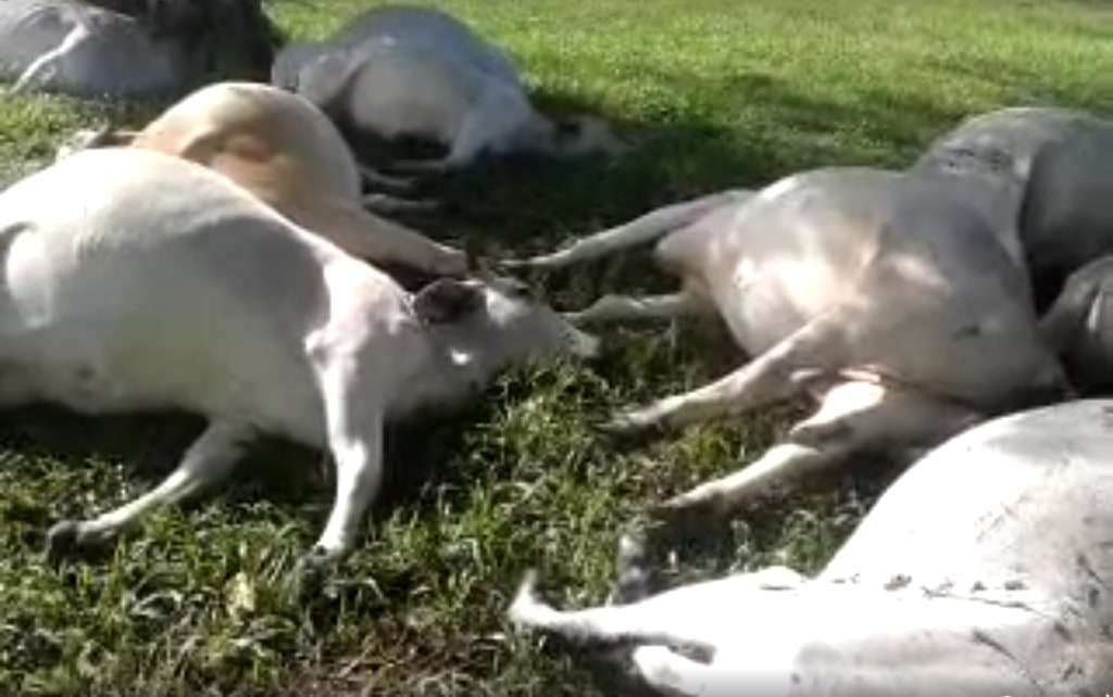 Raio atinge árvore e mata 18 cabeças de gado no Distrito de Estação Cocal