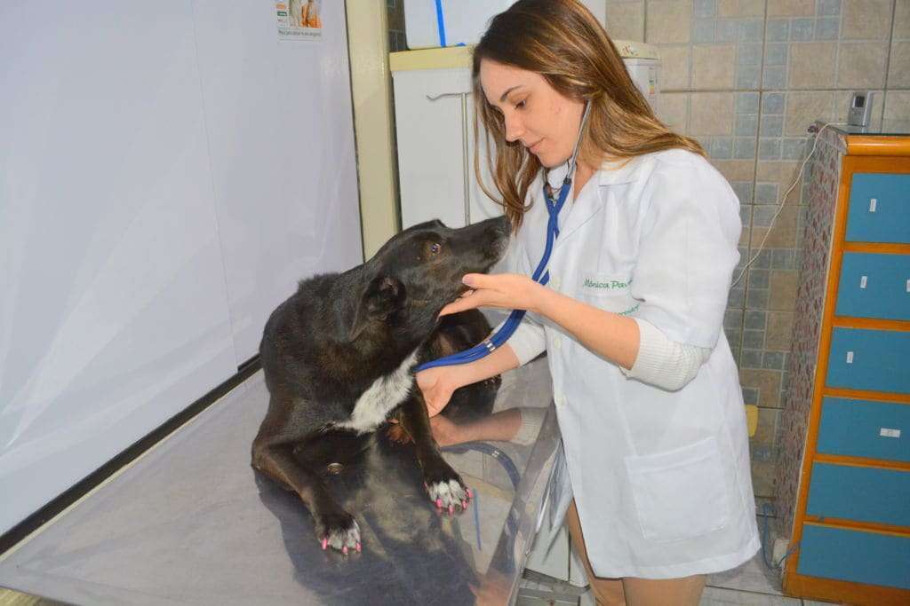 Pet Point promove Dia da Saúde Canina