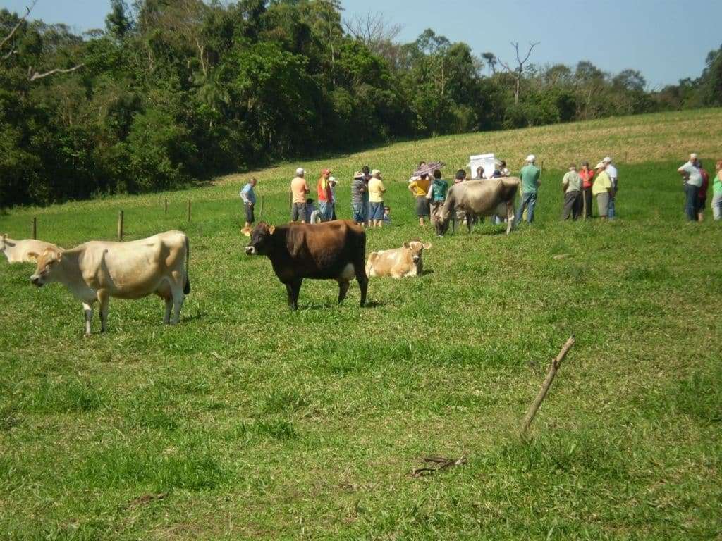 Epagri orienta agricultores de Morro da Fumaça para adubação verde