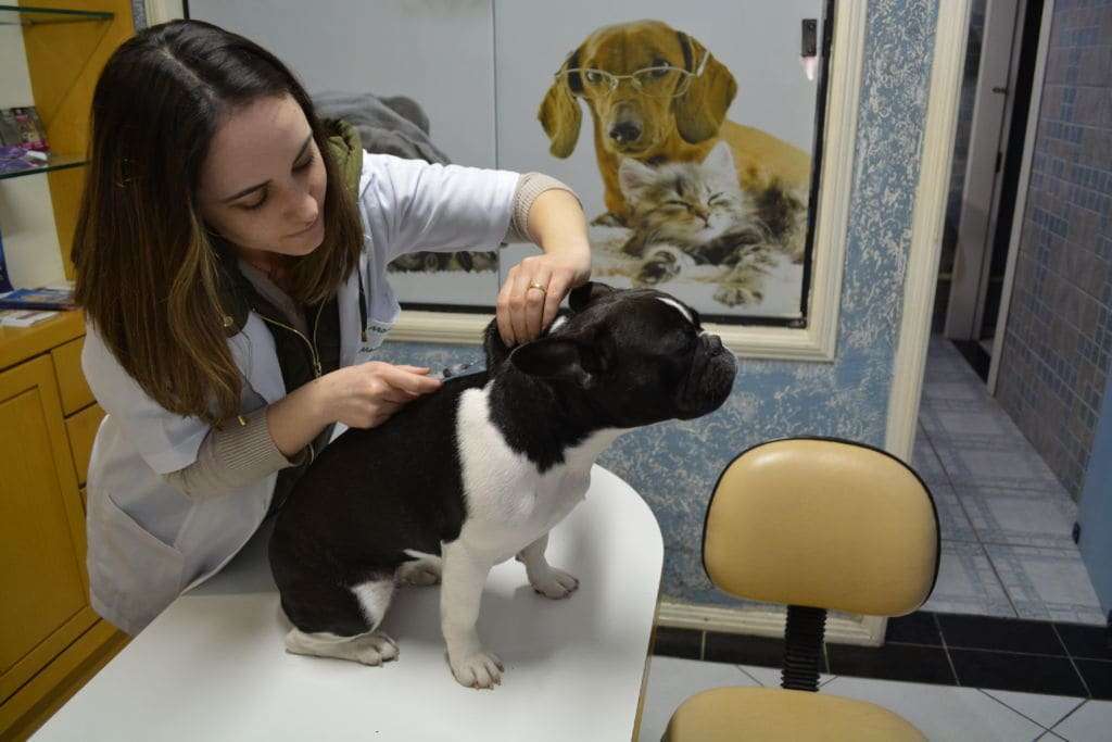 Mundo Pet: já vacinou seu cachorro contra a gripe?