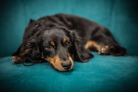 Condenado dono de cão que agrediu síndico após ser advertido por questão de higiene