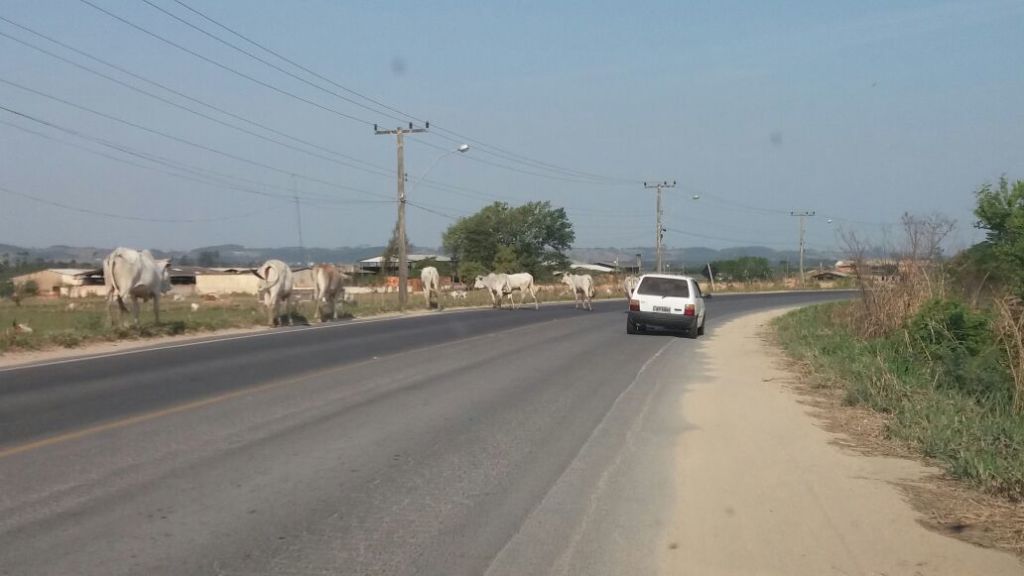 Gado solto na Genésio Mazon coloca em risco segurança de motoristas