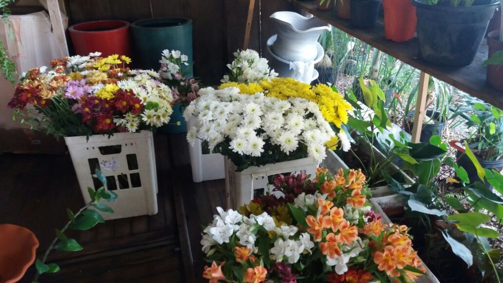 Produção e venda de flores aumenta com a chegada da primavera