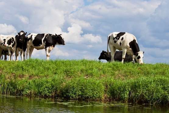 Abuso de confiança qualifica furto de gado por capataz na fazenda dos patrões