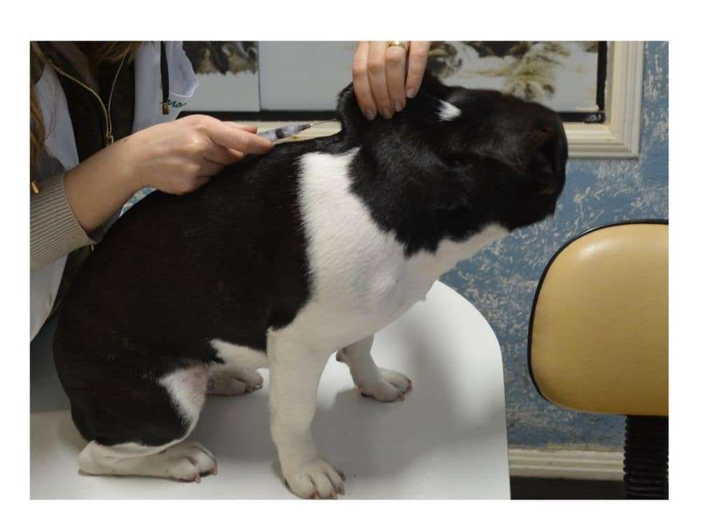 Pet Point Animal: as diferenças entre vacinas nacionais e importadas para cães e gatos