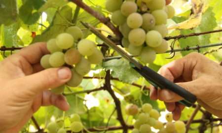 Vindima Goethe 2020: Mais qualidade nas uvas e novidades na programação