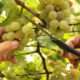 Vindima Goethe 2020: Mais qualidade nas uvas e novidades na programação