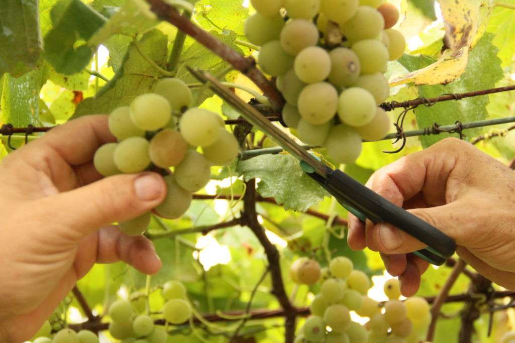 Vindima Goethe 2020: Mais qualidade nas uvas e novidades na programação