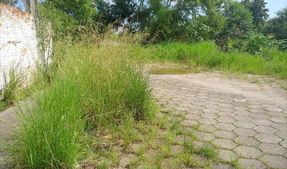 Internauta reclama do mato em rua de Morro da Fumaça