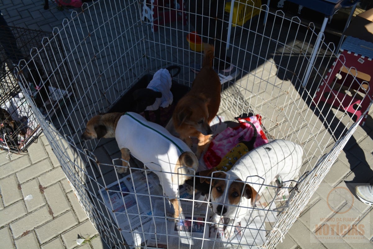 ONG Vida de Cão realiza Feira da Adoção