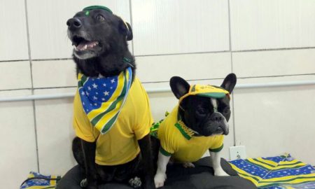 Copa do Mundo com torcida "animal"