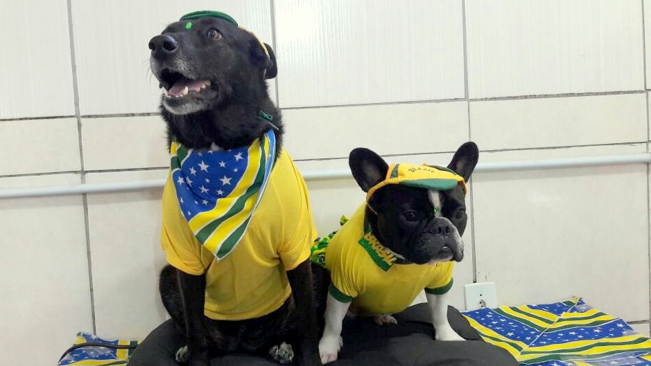 Copa do Mundo com torcida "animal"