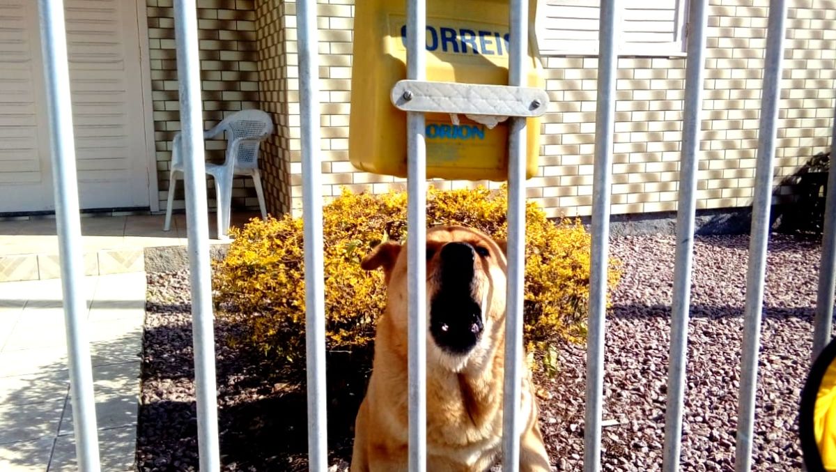 Carteiros reclamam das condições nas entregas das correspondências