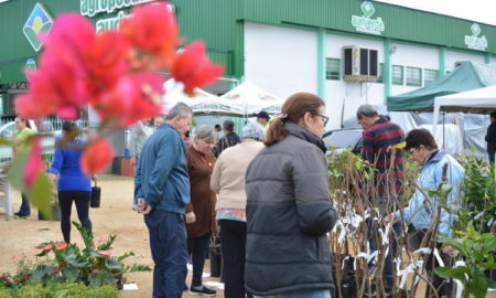 Mais de mil mudas são comercializadas em feira