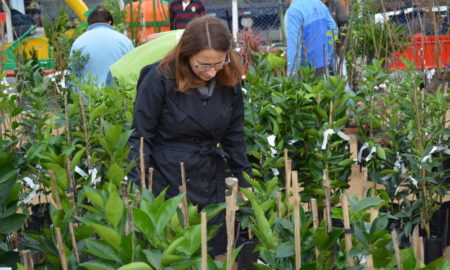 Fumaf promove distribuição de mais de 1,2 mil mudas de plantas durante a Festa de São Roque