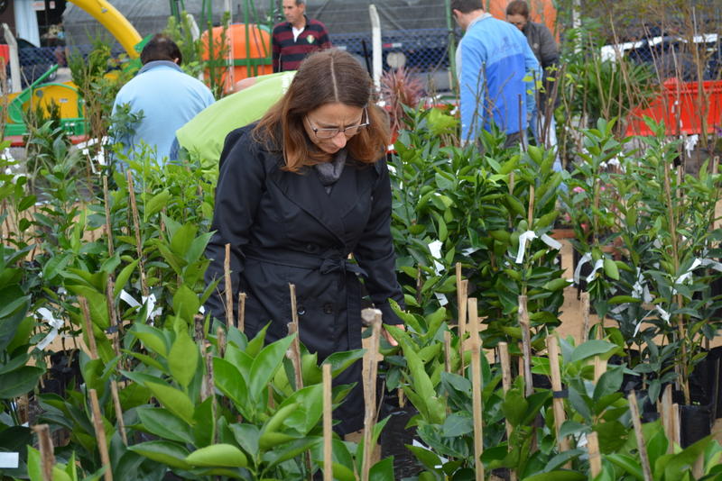 Fumaf promove distribuição de mais de 1,2 mil mudas de plantas durante a Festa de São Roque