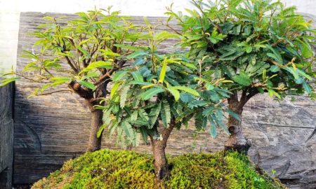 Exposição de bonsai acontece em Criciúma