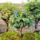 Exposição de bonsai acontece em Criciúma