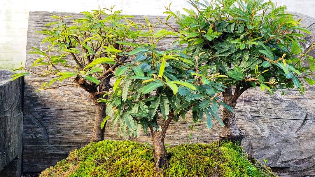 Exposição de bonsai acontece em Criciúma