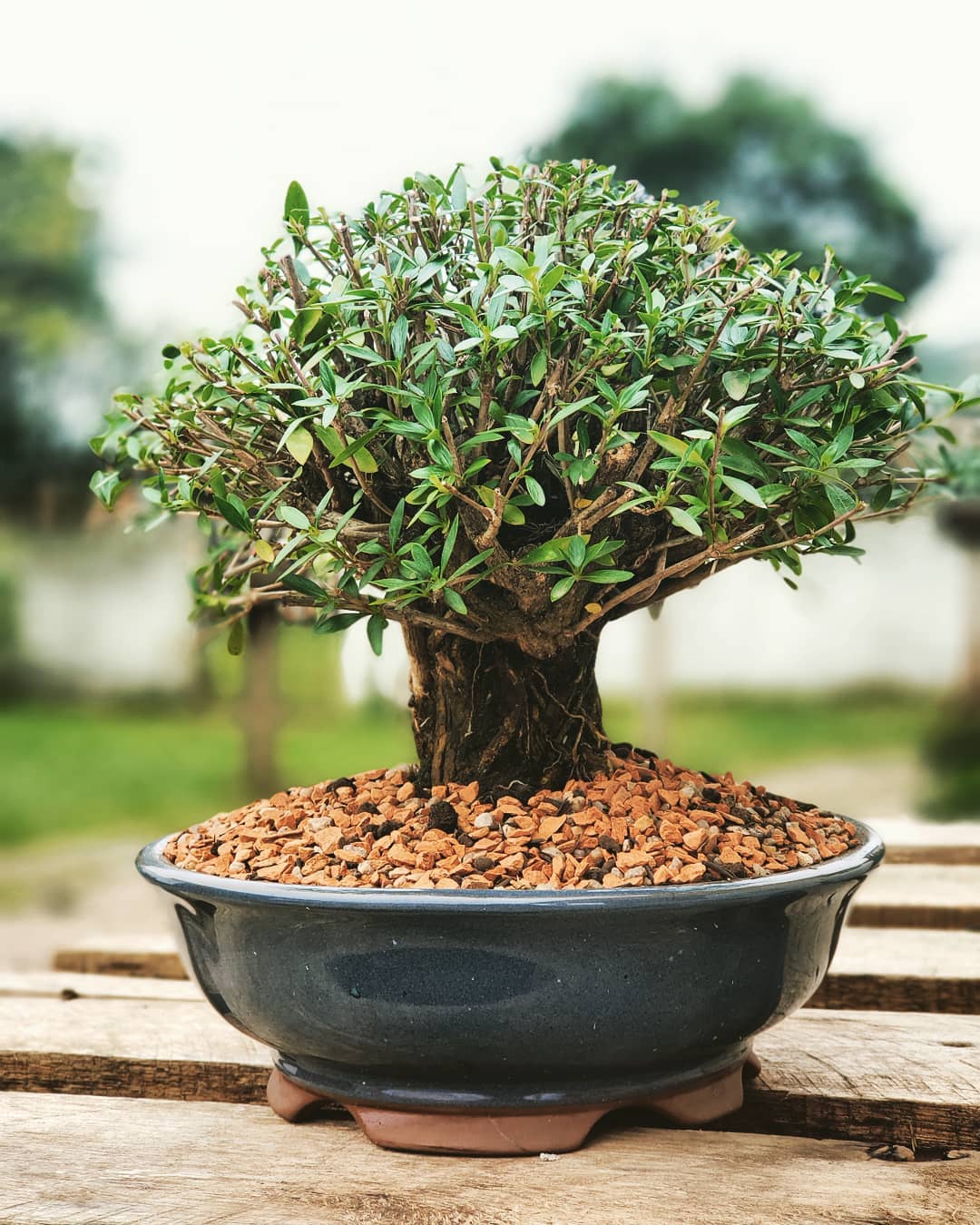 Exposição de bonsai acontece em Criciúma