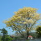 O colorido da primavera chegou!