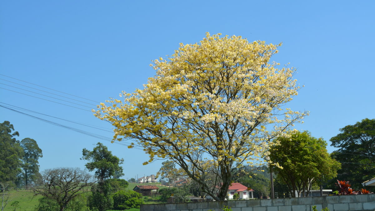 O colorido da primavera chegou!