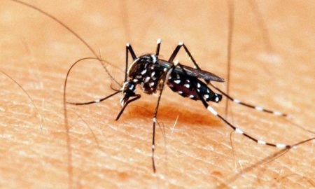 Morro da Fumaça registra foco do Aedes Aegypti