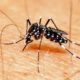 Morro da Fumaça registra foco do Aedes Aegypti