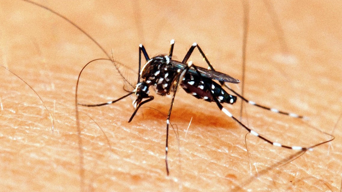 Dengue: Desvendado a doença!