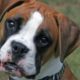 Homem acusado de receptação de um cachorro é julgado e condenado em apenas 13 dias