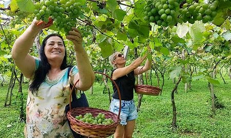 Vindima Goethe 2019 registra aumento do número de turistas