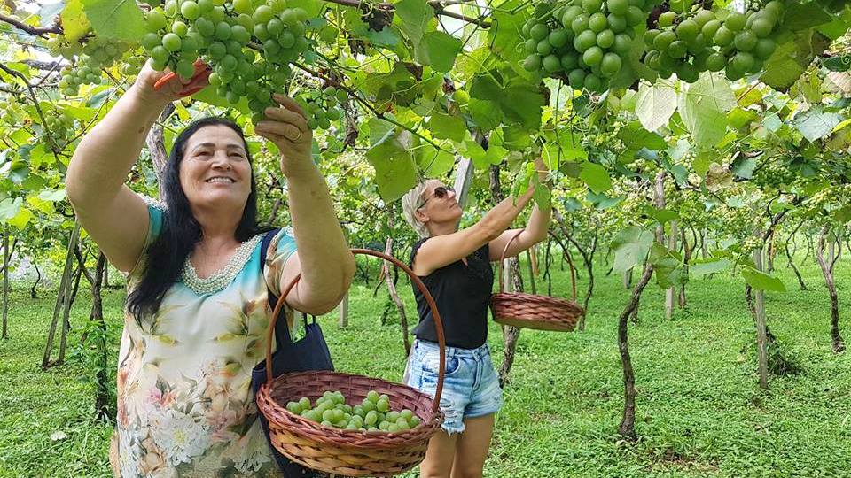 Vindima Goethe 2019 registra aumento do número de turistas