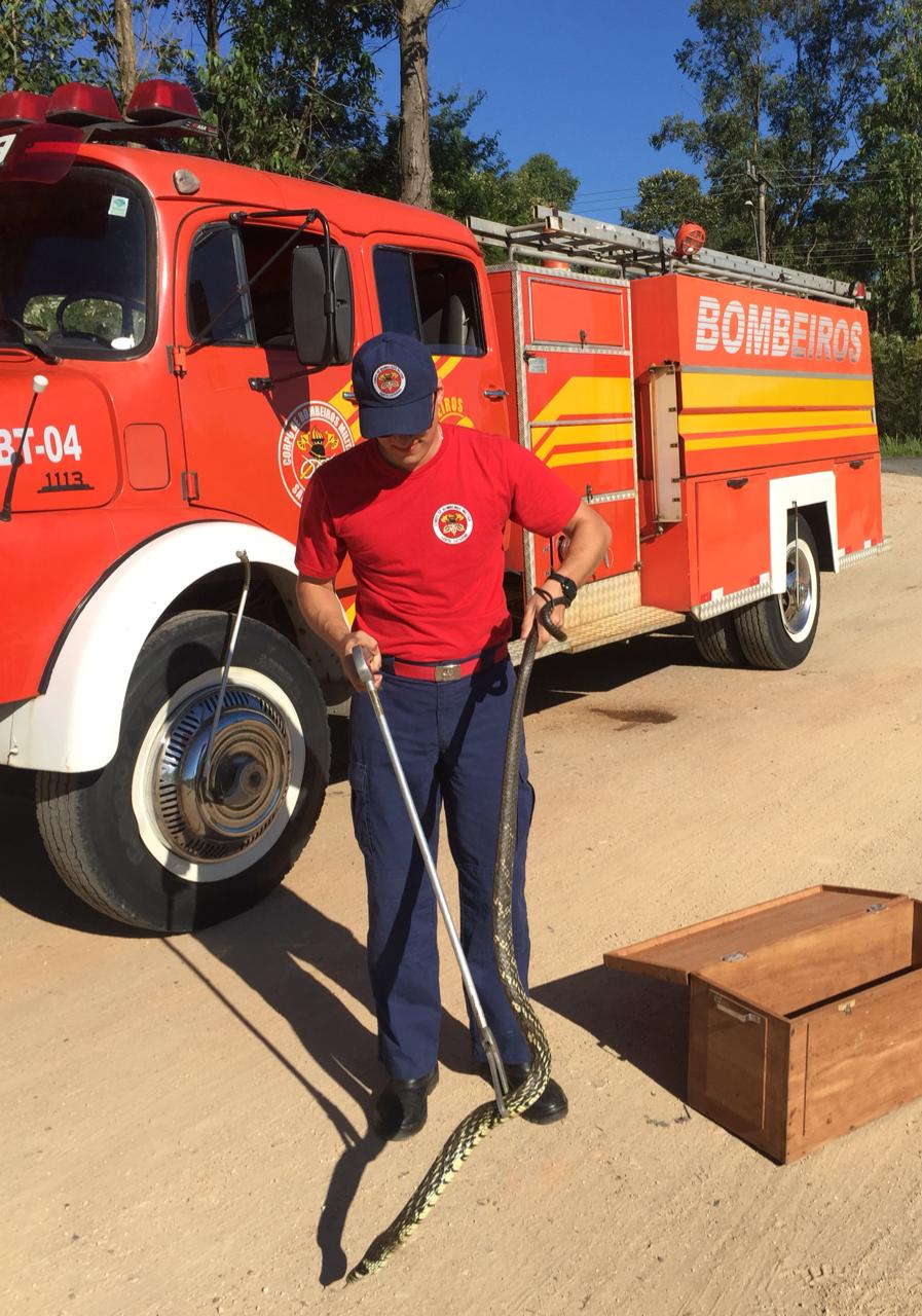Corpo de Bombeiros captura cobra de quase dois metros