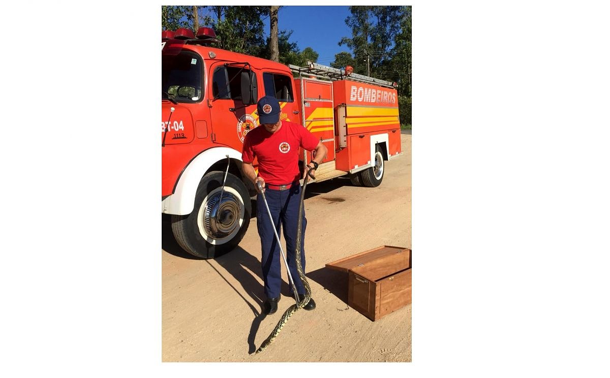 Corpo de Bombeiros captura cobra de quase dois metros