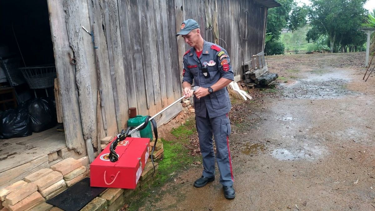 Corpo de Bombeiros captura cobra no porão de residência