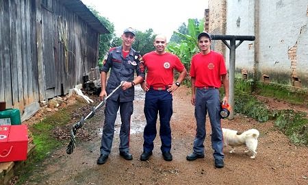 Corpo de Bombeiros captura cobra no porão de residência