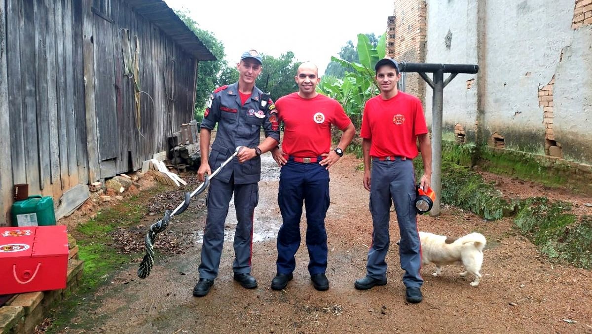 Corpo de Bombeiros captura cobra no porão de residência