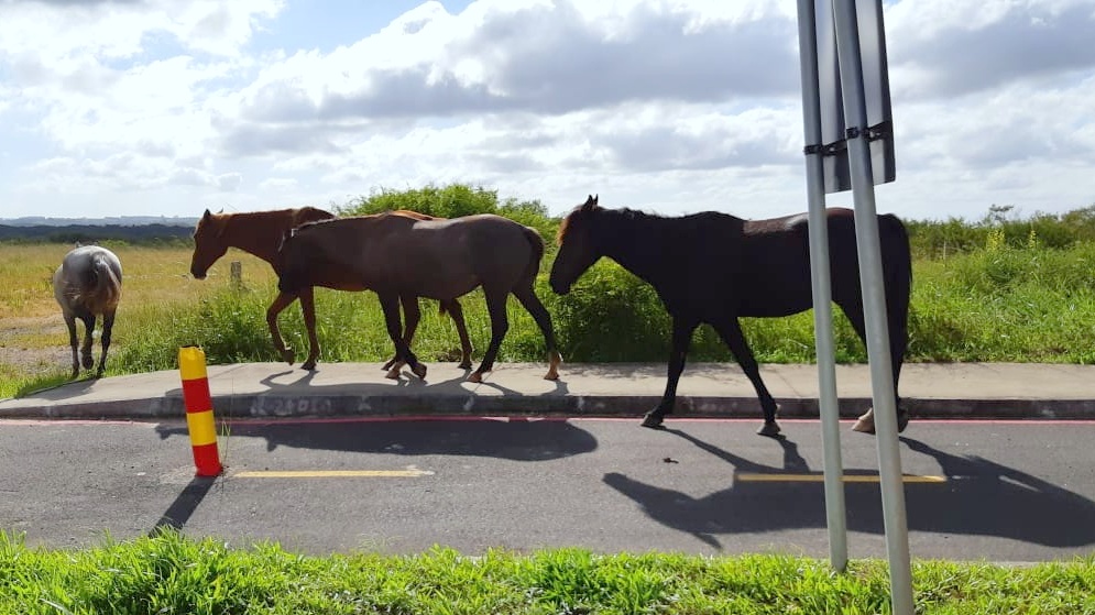 Cavalos soltos colocam em risco a segurança de motoristas na Rodovia Olívio Cechinel