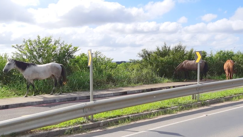 Cavalos soltos colocam em risco a segurança de motoristas na Rodovia Olívio Cechinel