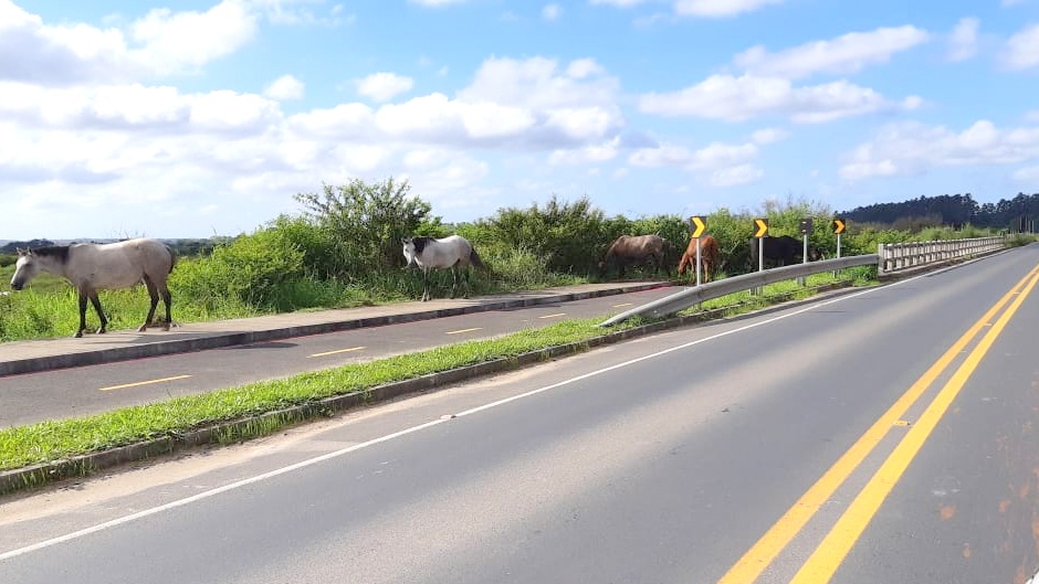 Cavalos soltos colocam em risco a segurança de motoristas na Rodovia Olívio Cechinel