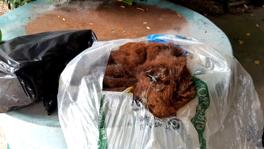 Febre Amarela: material genético de macaco encontrado morto em Morro da Fumaça será examinado