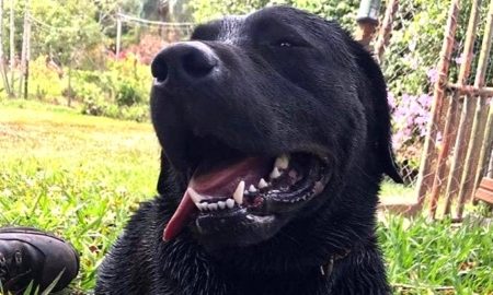 Cão do Corpo de Bombeiros que atuou em Brumadinho morre em Morro da Fumaça