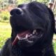Cão do Corpo de Bombeiros que atuou em Brumadinho morre em Morro da Fumaça