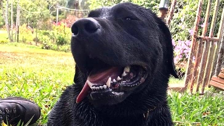 Cão do Corpo de Bombeiros que atuou em Brumadinho morre em Morro da Fumaça