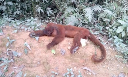 Macaco é encontrado morto em Mina Fluorita
