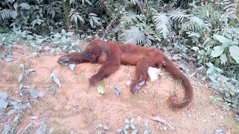 Macaco é encontrado morto em Mina Fluorita