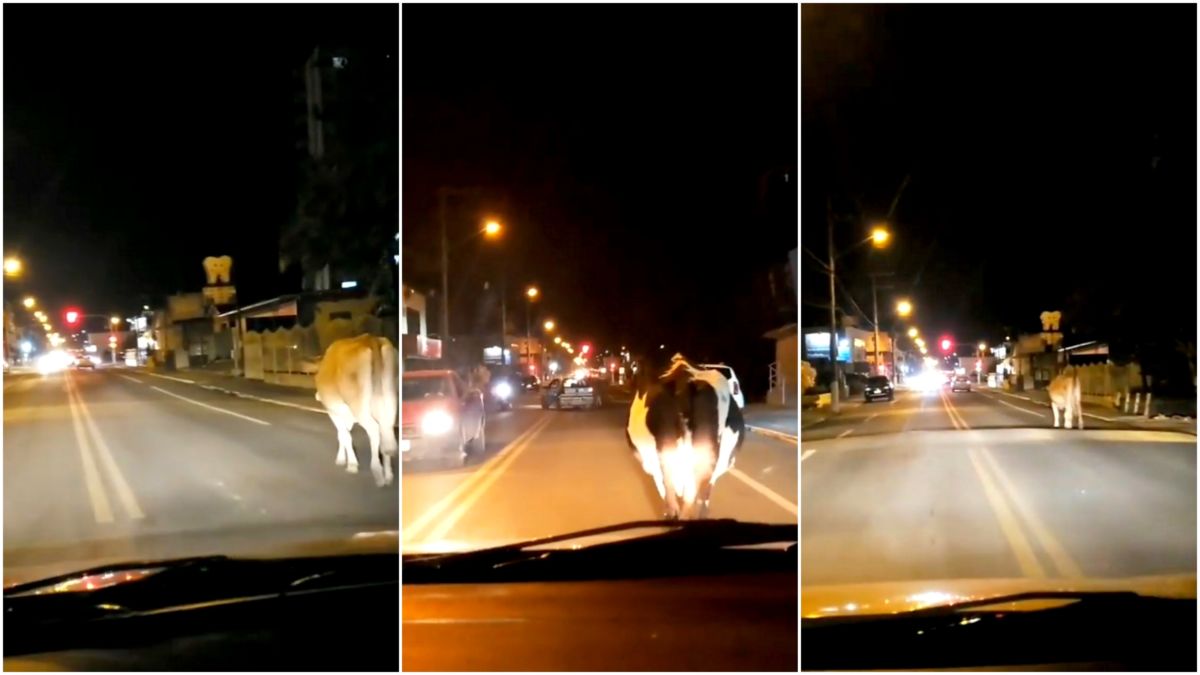 Animais são flagrados no centro de Morro da Fumaça