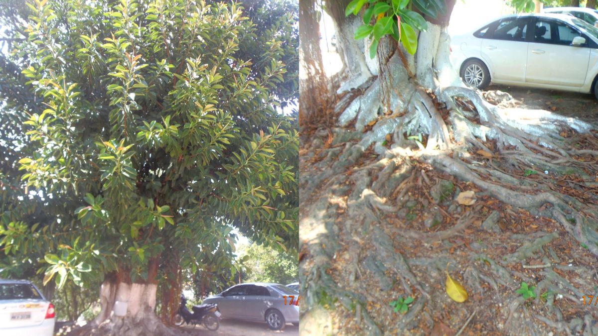 Fumaf autoriza Hospital São Roque a fazer corte de árvores